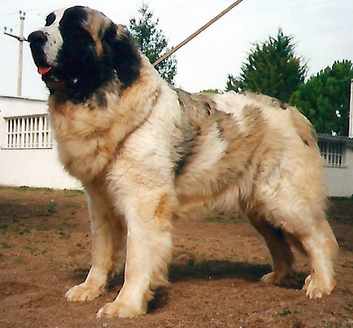 Піренейський мастиф фото 5