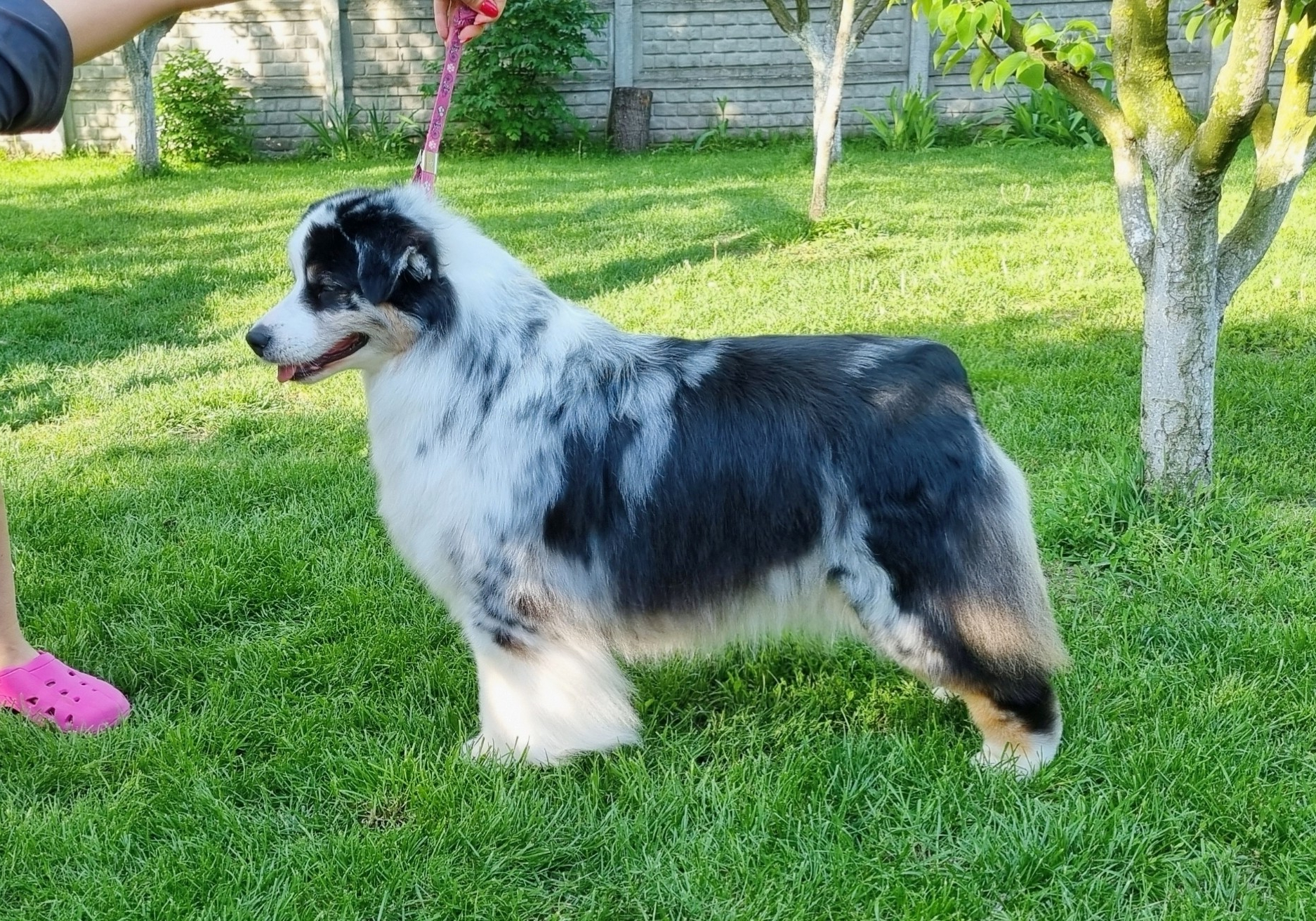 dog-wendy