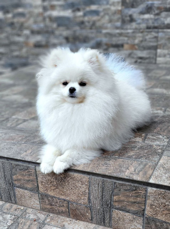 Shatti Poms Zephyra for Fluffy Fidgets