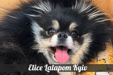 Elice Lalapom Kyiv
