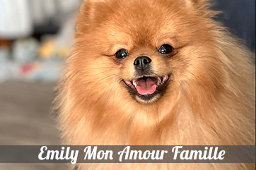 Emily Mon Amour Famille