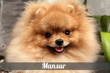 Mansur