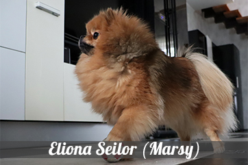 Eliona Seilor