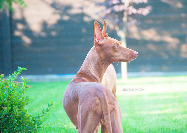 C.I.B. Creta Del Gelso Bianco