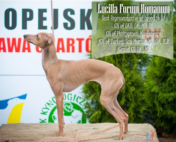 CIB Lucilla Forum Romanum