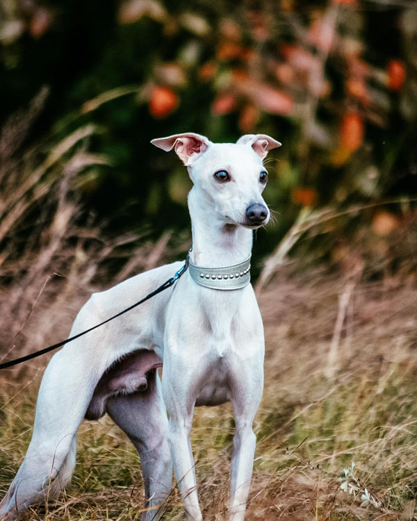 Zabava Znaty Osiris Silvento