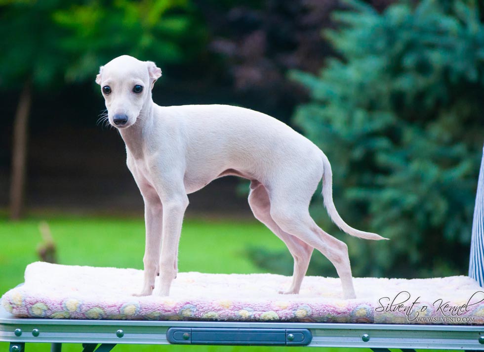 CH Silvento Quirinus