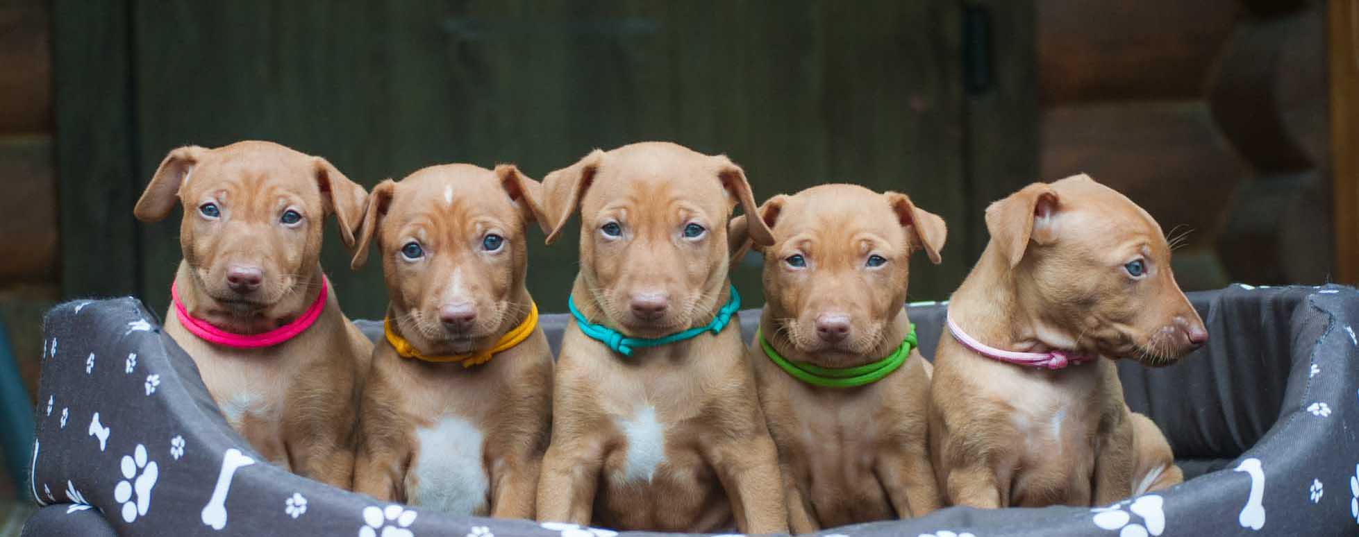 Silvento — italian greyhound family kennel