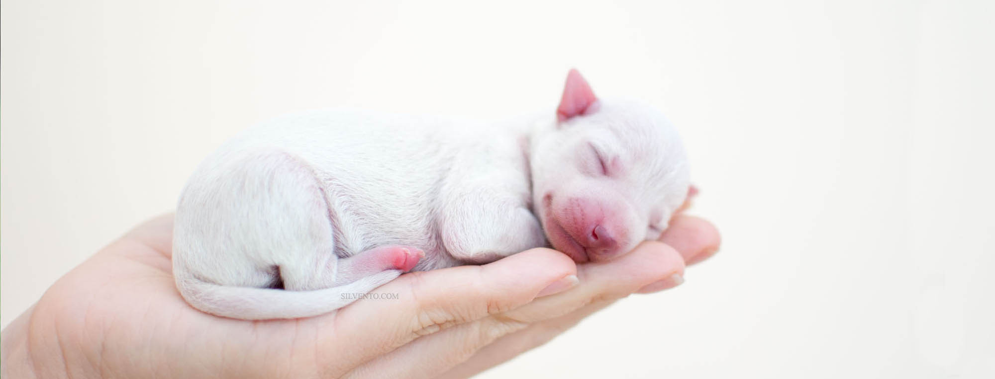 Silvento Cirneco dell'Etna