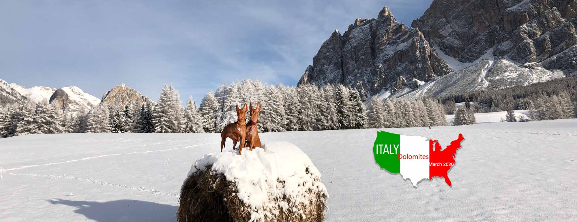 Silvento — show winners