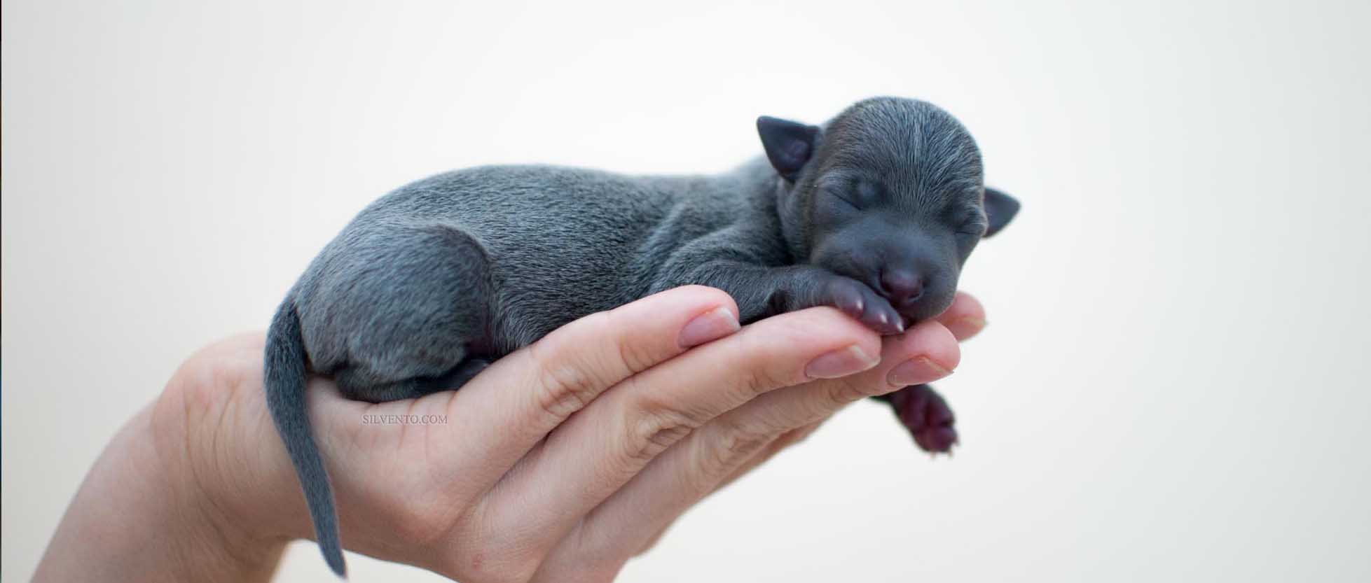 Silvento — championship lineage