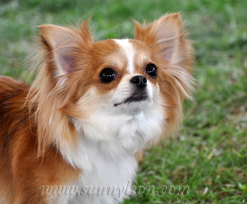 Sunny Lion Shevy Lady
