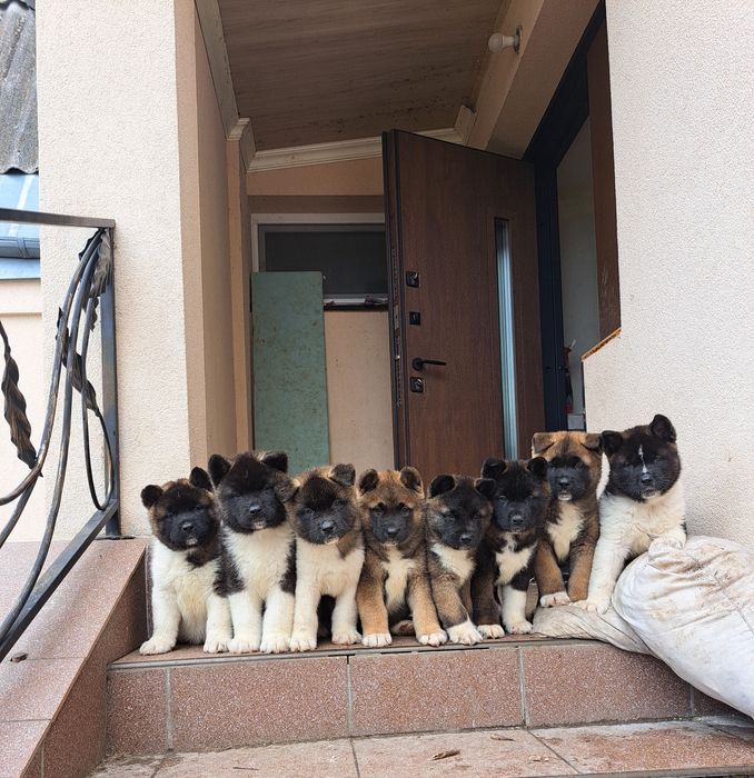 Американська акіта КСУ — хлопчики і дівчатка