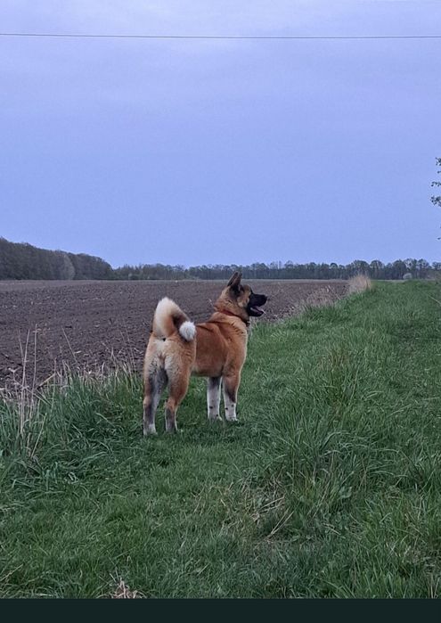 Американська акіта КСУ — хлопчики і дівчатка 4