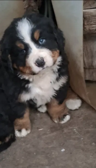 Бернські зенненхунди — швейцарська пастушья вівчарка 2