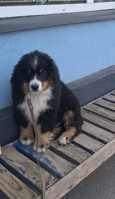 Бернські зенненхунди — швейцарська пастушья вівчарка 3