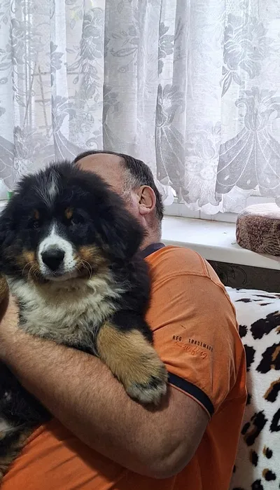 Бернські зенненхунди — швейцарська пастушья вівчарка 4