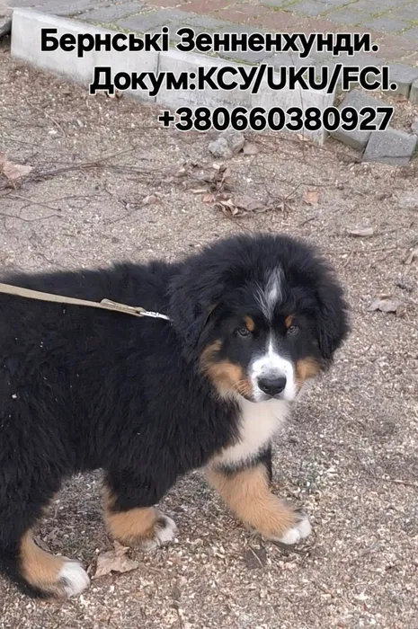 Бернські зенненхунди — швейцарська пастушья вівчарка 5