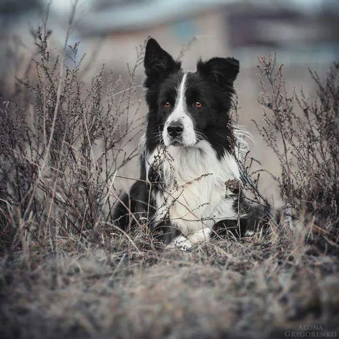 Бордер колі — розплідник, цуценята 3