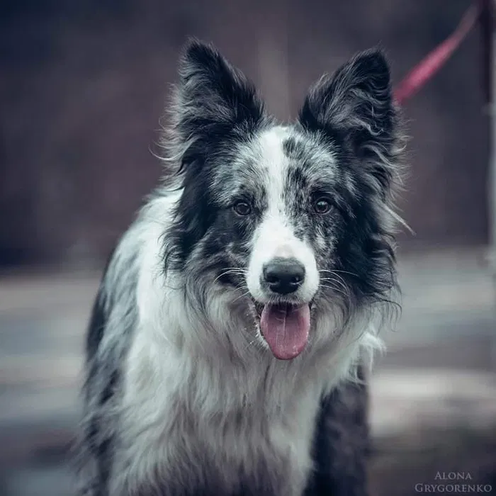 Бордер колі — розплідник, цуценята 4