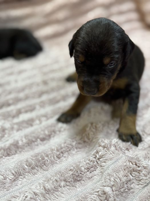 Бронь цуценят доберманів, батько — Чемпіон України 4