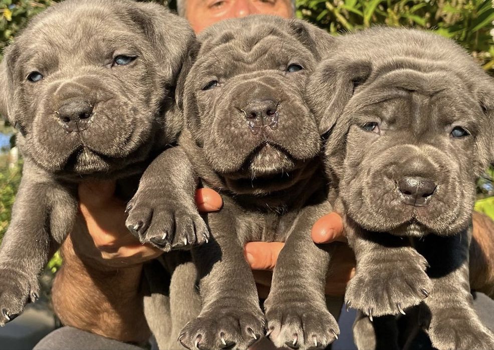 Цуценята Cane Corso Italiano 2