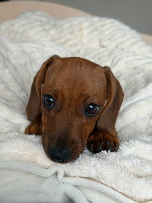 Чистокровна рижа такса 2