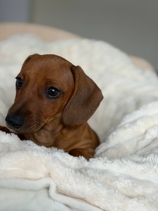 Чистокровна рижа такса 3