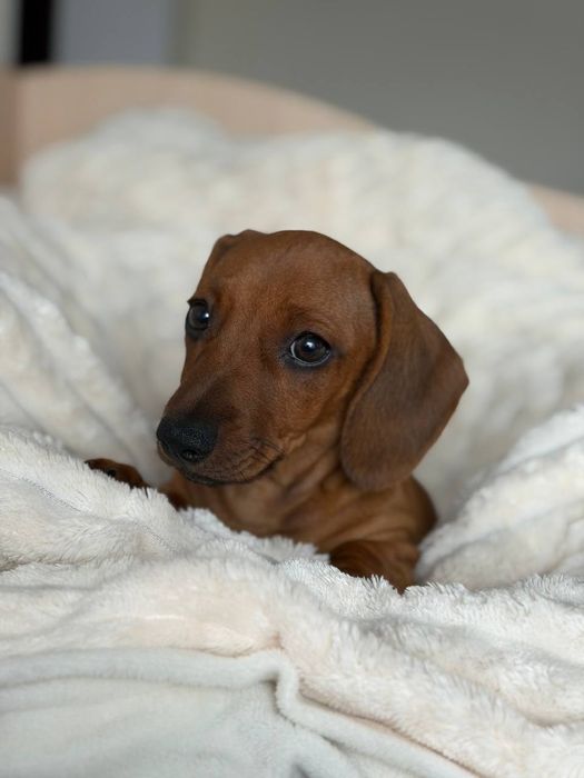 Чистокровна рижа такса 4