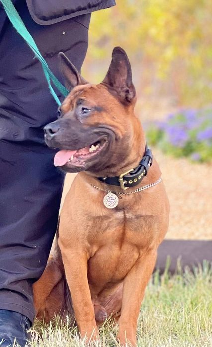 Цуценя Китайської Чунцинської собаки 2