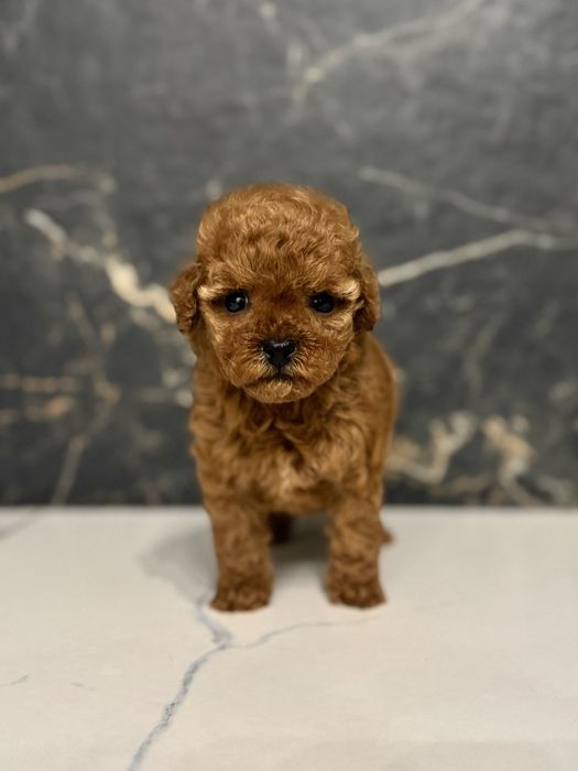 Дівчинка мальтіпу міні ф1 3