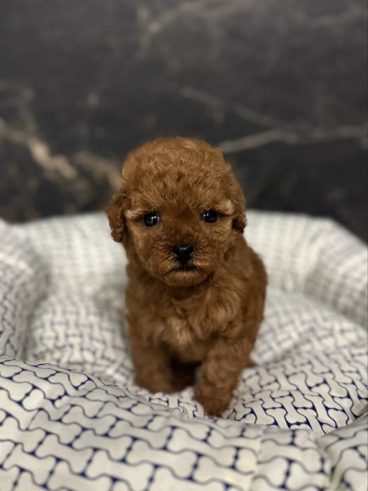 Дівчинка мальтіпу міні ф1 4