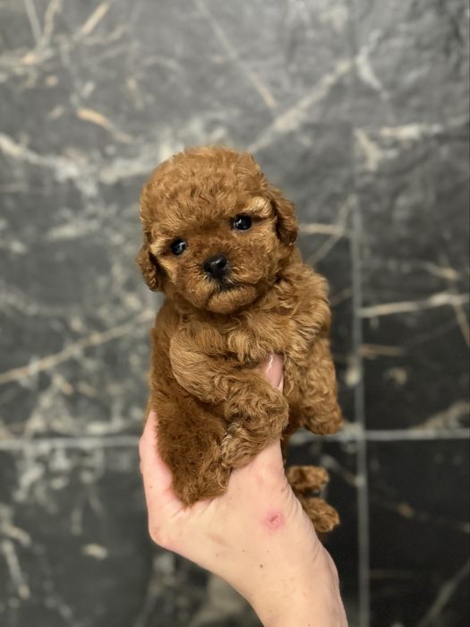 Дівчинка мальтіпу міні ф1 5