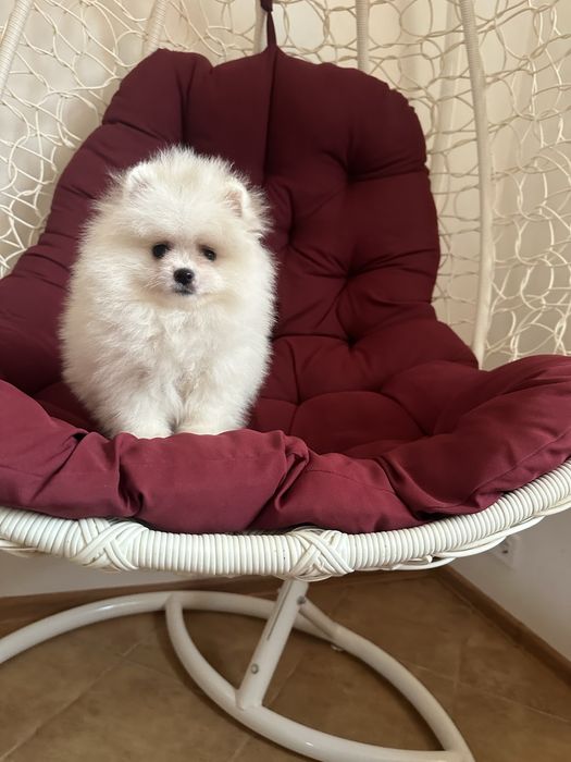 Дівчинка померанський шпіц