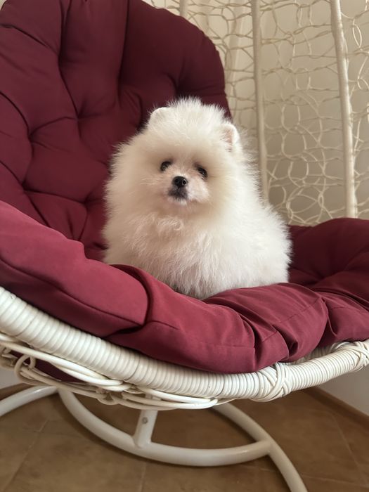 Дівчинка померанський шпіц 2