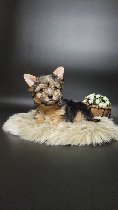 Гарний хлопчик йоркширського тер'єра 3