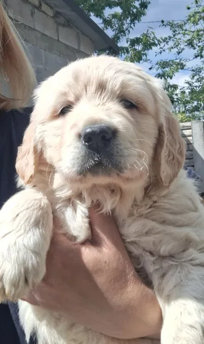 Golden retriever, золотистий ретривер 2