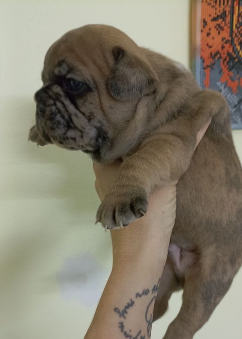 Хлопчик французького бульдога 3