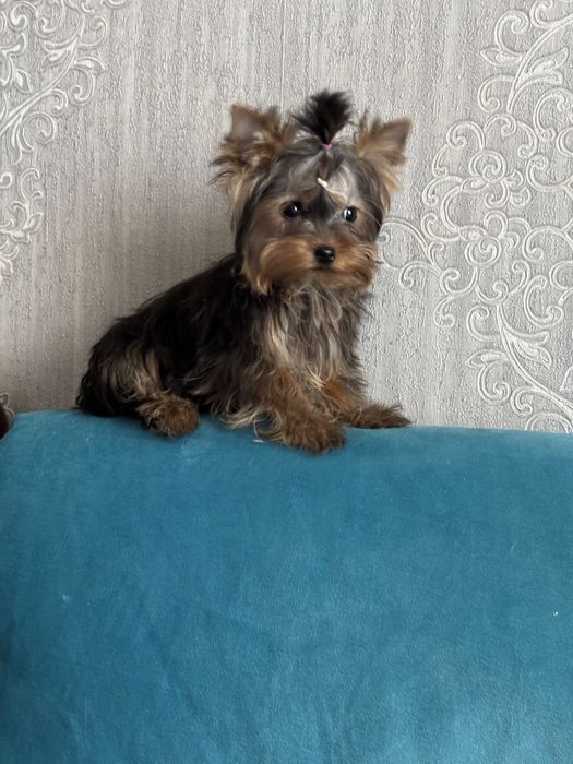 Хлопчик міні йоркширського тер'єра 2