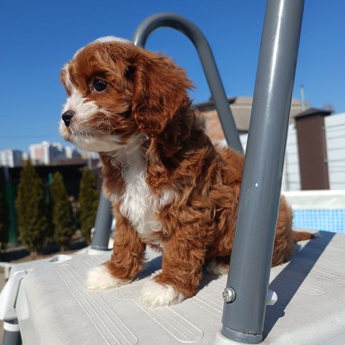 Ексклюзивна дівчинка кавапу, Київ 2