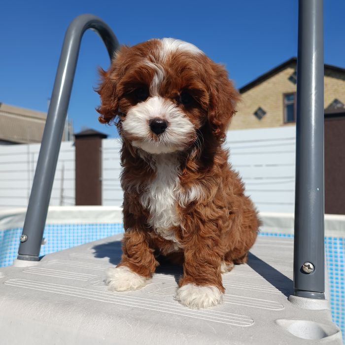 Ексклюзивна дівчинка кавапу, Київ 3