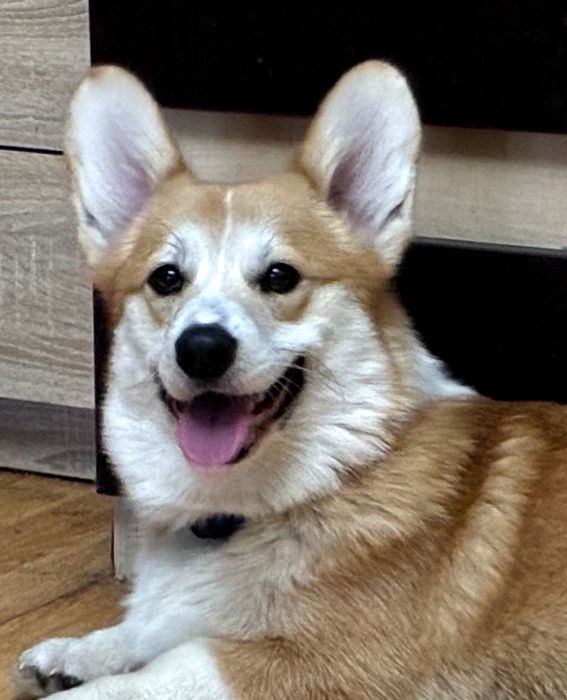 Кобель, цуценя коргі 2