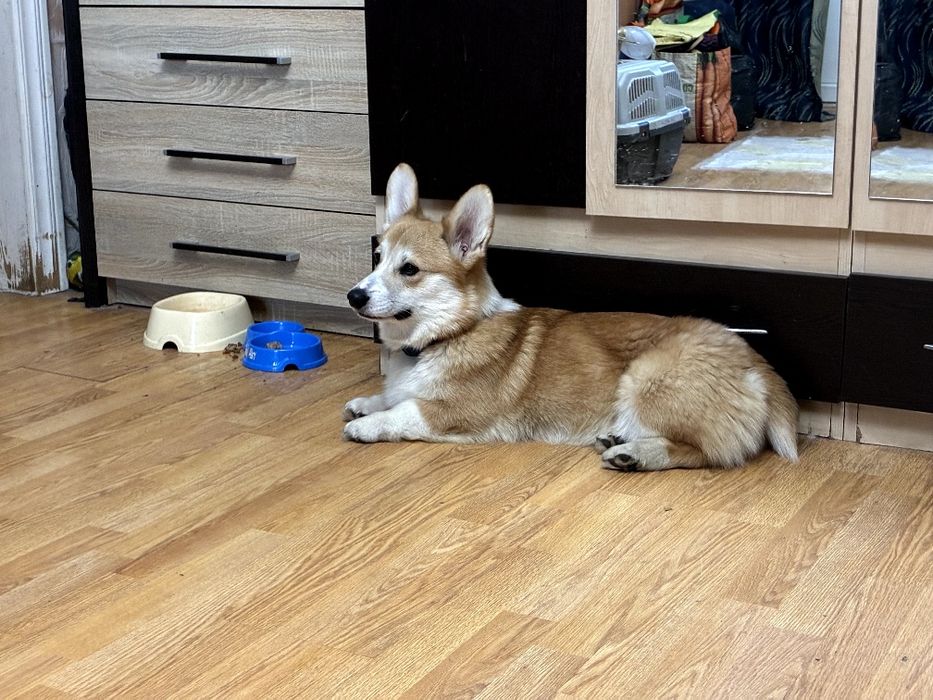 Кобель, цуценя коргі 3