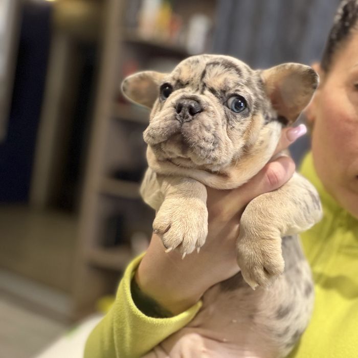 Красиві цуценята французького бульдога 4