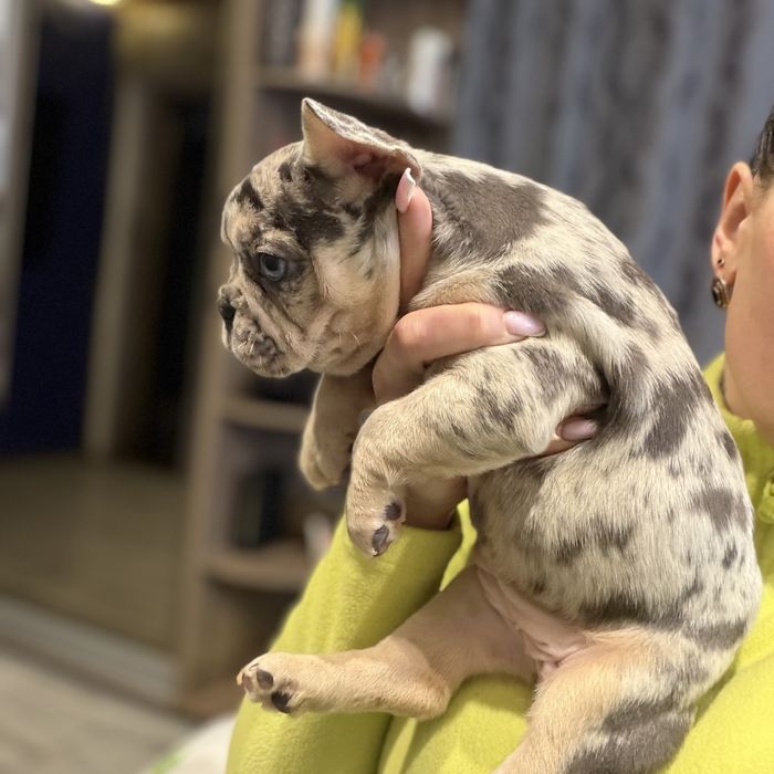 Красиві цуценята французького бульдога 5