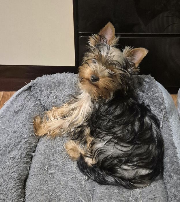 Красуня йоркширського тер'єра — готова до переїзду