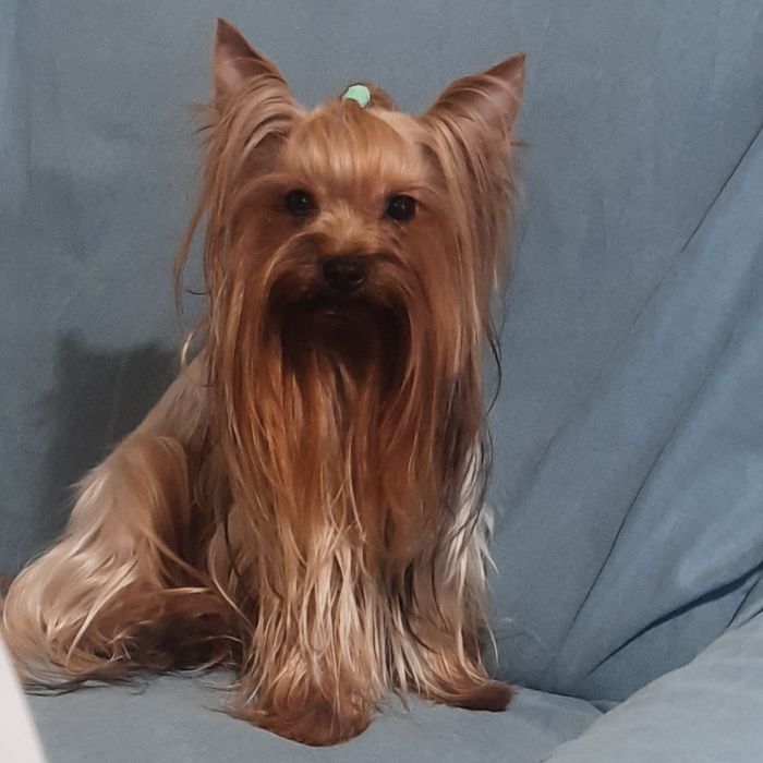 Красуня йоркширського тер'єра — готова до переїзду 4