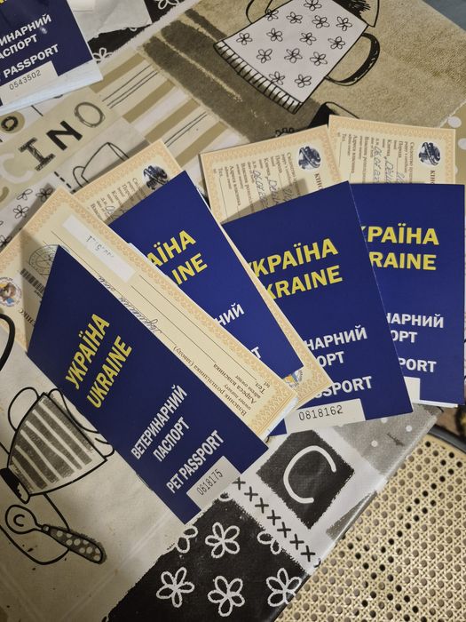 Красуня йоркширського тер'єра — готова до переїзду 5