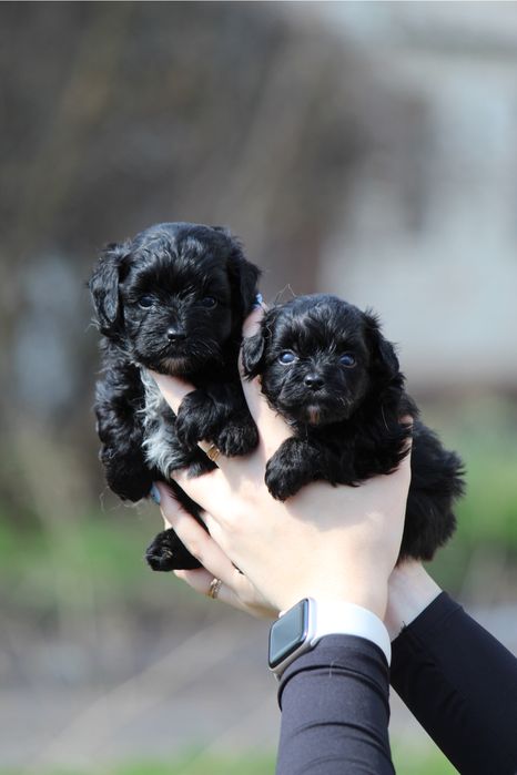 Мальтіпу чорні та чорно-білі 2