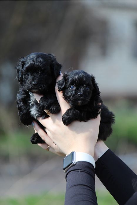 Мальтіпу чорні та чорно-білі 3